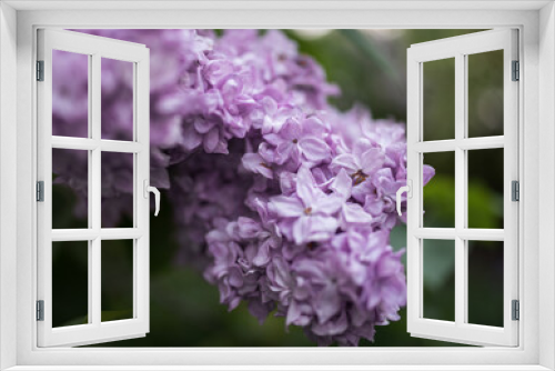 Fototapeta Naklejka Na Ścianę Okno 3D - blooming lilac