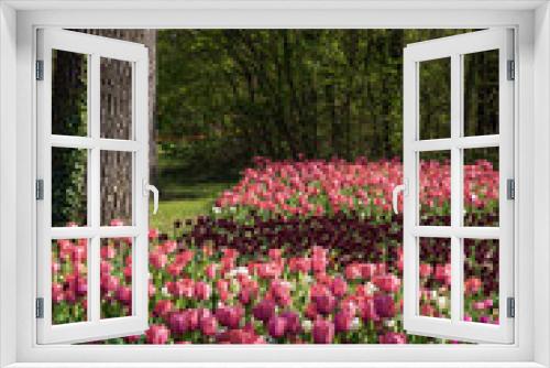 Fototapeta Naklejka Na Ścianę Okno 3D - aiuole di tulipani rosa