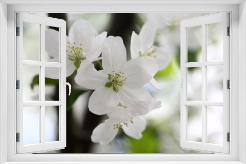 Fototapeta Naklejka Na Ścianę Okno 3D - white flowers of apple tree against blured background