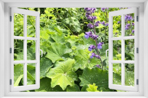 Fototapeta Naklejka Na Ścianę Okno 3D - purple cabbage growing in a garden