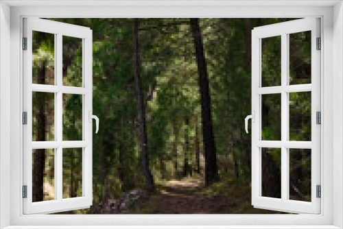 Fototapeta Naklejka Na Ścianę Okno 3D - Path through a pine forest