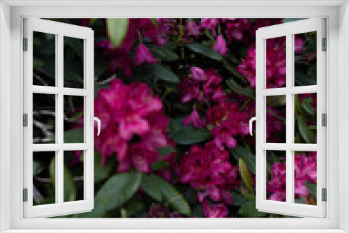 Fototapeta Naklejka Na Ścianę Okno 3D - pink flower bush
