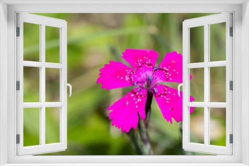 Fototapeta Naklejka Na Ścianę Okno 3D - Goździk kropkowany rosnący na łące