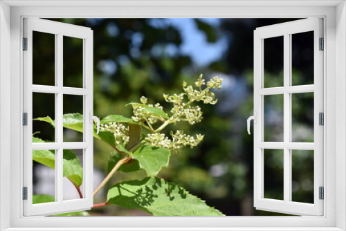 Fototapeta Naklejka Na Ścianę Okno 3D - Weiße Knospen einer Rispenhortensie
