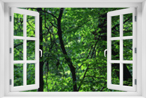 Fototapeta Naklejka Na Ścianę Okno 3D - Thick green branches of trees in forest
