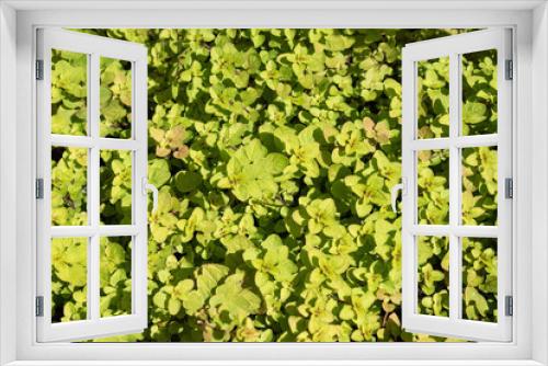 Fototapeta Naklejka Na Ścianę Okno 3D - oregano plant background in sunny day