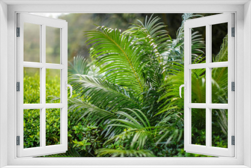 Fototapeta Naklejka Na Ścianę Okno 3D - African rainforest jungle, close detail fern plants, shallow depth of field photo, only few leaves in focus