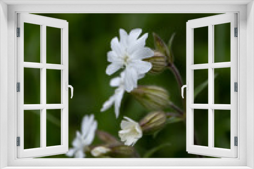 Fototapeta Naklejka Na Ścianę Okno 3D - white flower in the garden