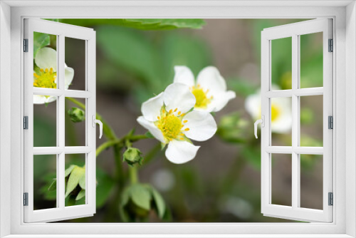 Fototapeta Naklejka Na Ścianę Okno 3D - white strawberry flowers on a green background