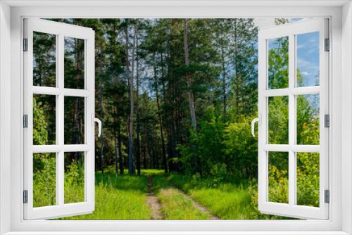 Fototapeta Naklejka Na Ścianę Okno 3D - Morning forest in Samarskaya Luka National Park on a May morning!
