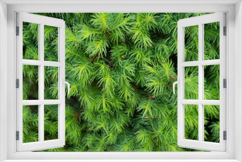 Fototapeta Naklejka Na Ścianę Okno 3D - Green toned image of coniferous tree branches - ideal for trendy natural background decoration High quality photo