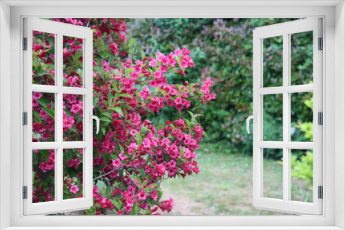 Fototapeta Naklejka Na Ścianę Okno 3D - Weigelia bush in bloom with beautiful pink flowers in the garden on springtime