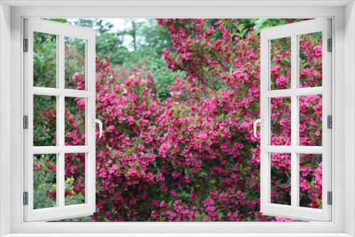 Fototapeta Naklejka Na Ścianę Okno 3D - Weigelia bush in bloom with beautiful pink flowers in the garden on springtime