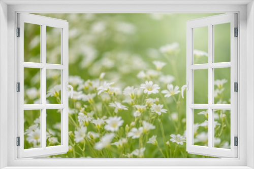 Fototapeta Naklejka Na Ścianę Okno 3D - Small white flowers in sunlight. Beautiful summer sunny background. Selective focus. Field flowers cerastium