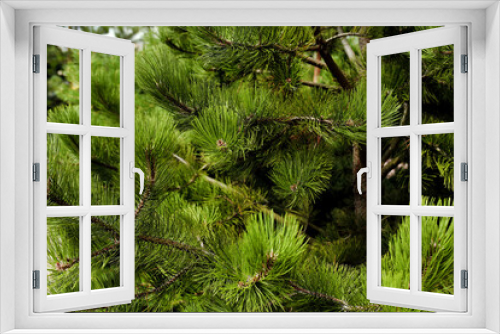 Fototapeta Naklejka Na Ścianę Okno 3D - Green Pointy Pine Needles Close Up