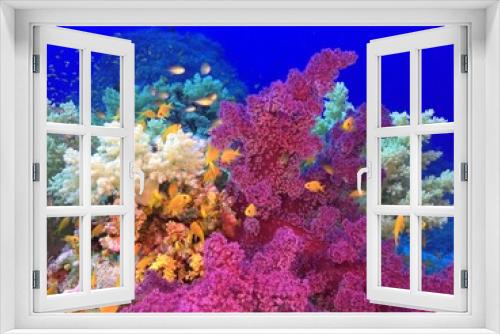 Fototapeta Naklejka Na Ścianę Okno 3D - Corals colors and Anthias