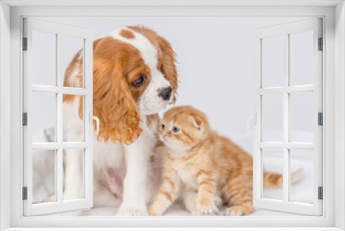 Fototapeta Naklejka Na Ścianę Okno 3D - King Charles Spaniel puppy sniffing a ginger Scottish kitten in the nose. Cute puppy and kitten at home.