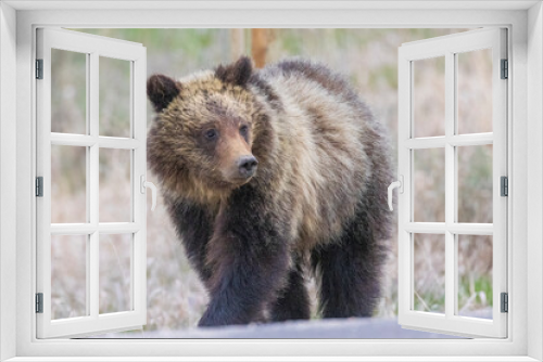 Fototapeta Naklejka Na Ścianę Okno 3D - A wild grizzly bear cub to the bear known as 'Felicia' in the Greater Yellowstone Ecosystem in Wyoming.