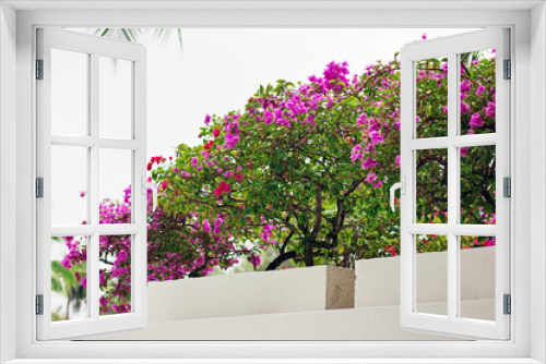 Fototapeta Naklejka Na Ścianę Okno 3D - Bougainvillea flowers in a court
