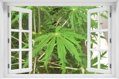 Fototapeta Naklejka Na Ścianę Okno 3D - Jatropha multifida - Coral Plant