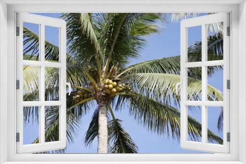 Fototapeta Naklejka Na Ścianę Okno 3D - Iconic Coconut Palm trees in Miami beach Florida USA