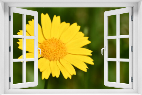 Fototapeta Naklejka Na Ścianę Okno 3D - yellow flower