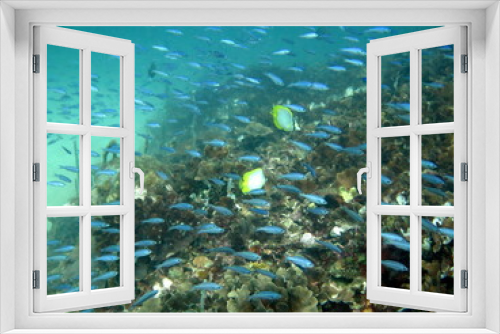 Fototapeta Naklejka Na Ścianę Okno 3D - Bajo el agua
