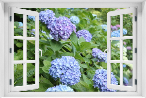 Fototapeta Naklejka Na Ścianę Okno 3D - 初夏に咲いた紫陽花