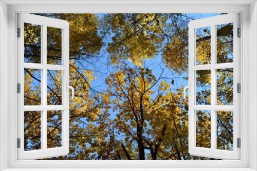 Fototapeta Naklejka Na Ścianę Okno 3D - Trees in autumn forest on the background of blue sky. View from below on golden leaves on treetops.