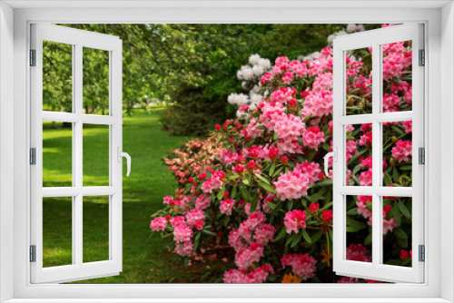 Fototapeta Naklejka Na Ścianę Okno 3D - Blooming rose bush in the park