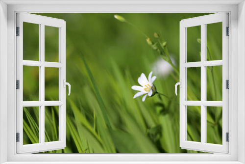 Fototapeta Naklejka Na Ścianę Okno 3D - White flowers of Greater Stitchwort (Stellaria holostea) in grass on green meadow. Summer floral background, beauty of nature