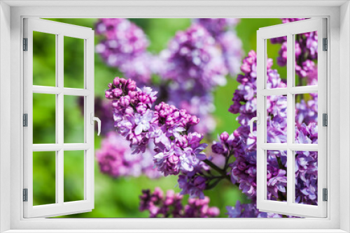 Fototapeta Naklejka Na Ścianę Okno 3D - Lilac flowers, Close-up photo