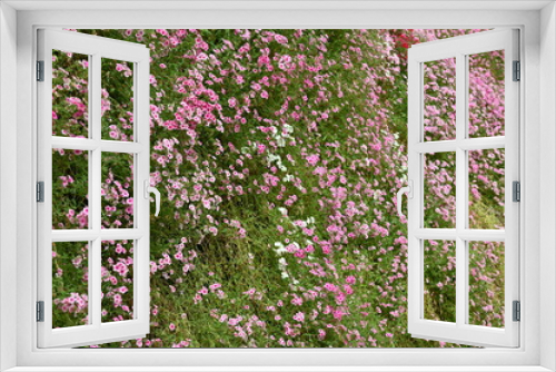 Fototapeta Naklejka Na Ścianę Okno 3D - The Beautiful Flowers and Grass Beds of Cameron Highlands Malaysia