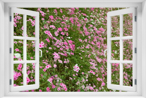 Fototapeta Naklejka Na Ścianę Okno 3D - The Beautiful Flowers and Grass Beds of Cameron Highlands Malaysia