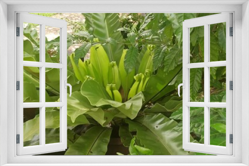 Fototapeta Naklejka Na Ścianę Okno 3D - plante 0054