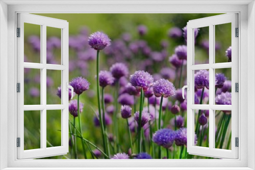 Fototapeta Naklejka Na Ścianę Okno 3D - Purple Chives Flowers in Green Grass 2