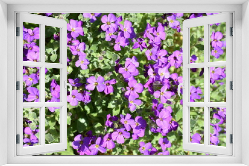 Fototapeta Naklejka Na Ścianę Okno 3D - Close up on purple Aubretia deltoidea flowers