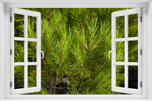 Fototapeta Naklejka Na Ścianę Okno 3D - Branch of pine with green needles. Pine trees in forest near sea.