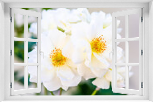 Fototapeta Naklejka Na Ścianę Okno 3D - White roses blooming in the garden