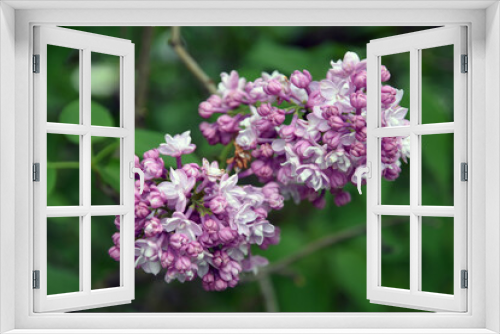 Fototapeta Naklejka Na Ścianę Okno 3D - Lilac trees in lilac garden in Moscow.	