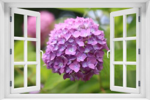 Fototapeta Naklejka Na Ścianę Okno 3D - 紫陽花