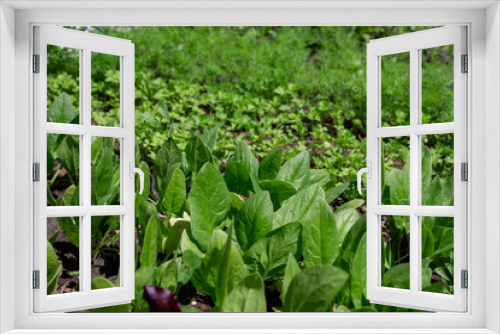 Fototapeta Naklejka Na Ścianę Okno 3D - Leaves of young lettuce, spinach, parsley and dill grow in the ground. young spinach and lettuce. Growing greenery in one garden