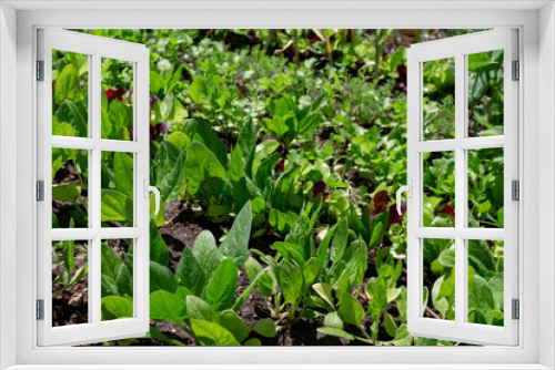Fototapeta Naklejka Na Ścianę Okno 3D - Leaves of young lettuce and spinach grow in the ground. young spinach and lettuce. Growing greenery in one garden
