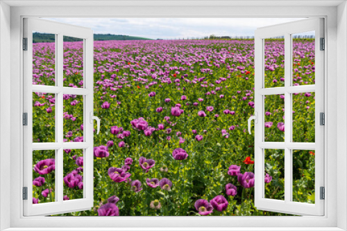 Fototapeta Naklejka Na Ścianę Okno 3D - Poppies, vlčí máky, obilí, corn, pole, field, nature