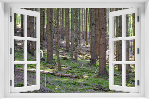 Fototapeta Naklejka Na Ścianę Okno 3D - Trees in the forest without needles