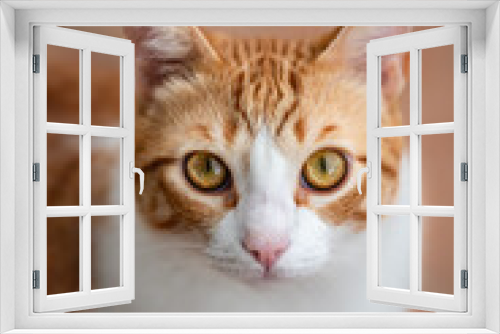 Fototapeta Naklejka Na Ścianę Okno 3D - Portrait of a ginger and white cat looking at the camera; blurry background