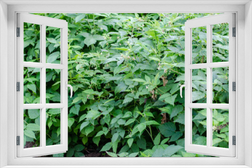 Fototapeta Naklejka Na Ścianę Okno 3D - Green raspberry bush. Big green bush with leaves