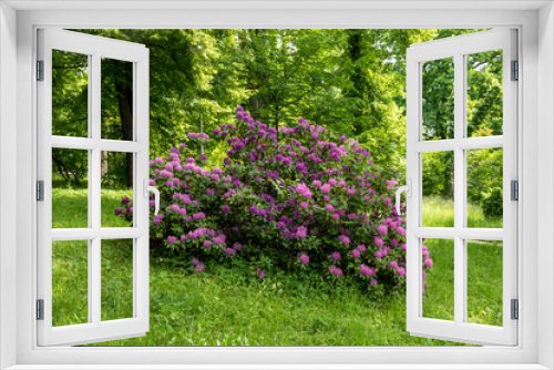 Fototapeta Naklejka Na Ścianę Okno 3D - Rhododendron bush in bloom against a background of lush greenery