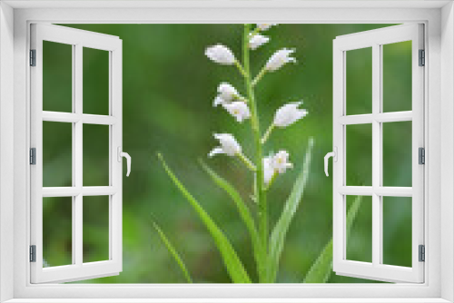 Fototapeta Naklejka Na Ścianę Okno 3D - Buławnik mieczolistny- gatunek storczyka