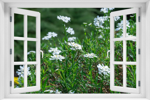 Fototapeta Naklejka Na Ścianę Okno 3D - Group of little white flowers iberis sempervirens in the garden. Blooming of candytuft plant perennial. Beautiful small flowers opens  springtime. Floral background wallpapers.